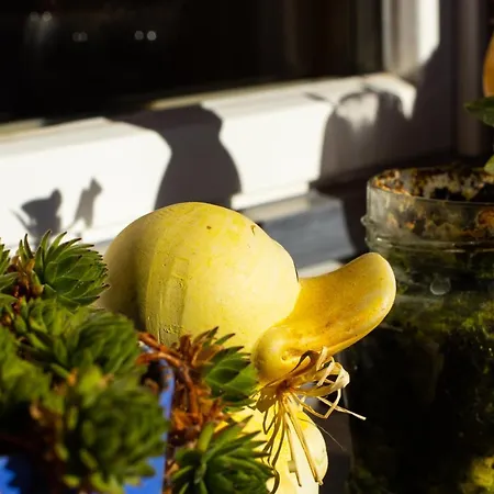 Appartement Aargovia Wengen